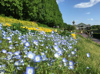 ネモフィラ 5月 麻溝公園.png